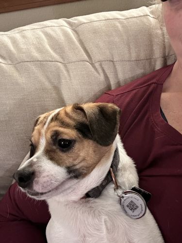 Customer photo review of Digital Dogs