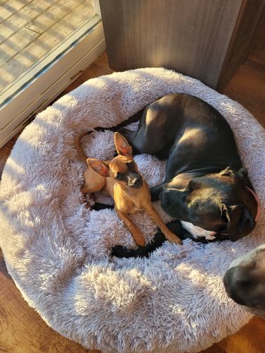 Customer photo review of Brooklyn® Deep Sleep Pet Bed