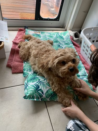 Customer photo review of PaWz Dog Summer Cooling Mat