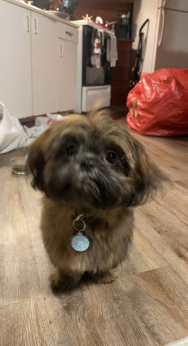 Customer photo review of Just Paws