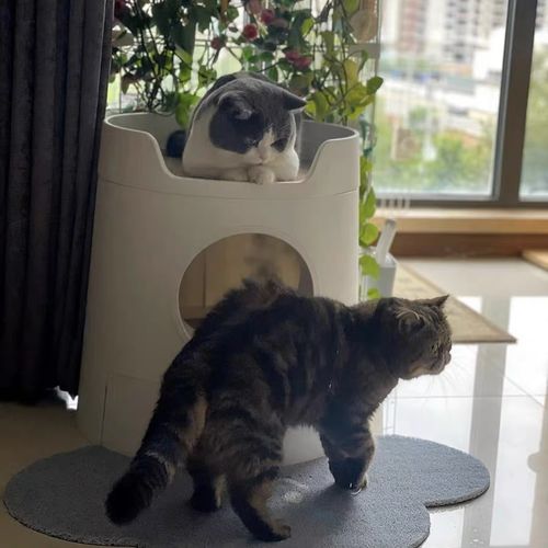 Customer photo review of Mayitwill XL Castle 2 in 1 Front-Entry Cat Litter Box with Scratch Basin, Scoop included, White