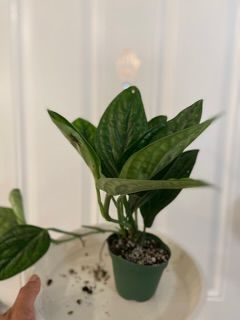 Customer photo review of 3" Monstera sp. 'Peru'