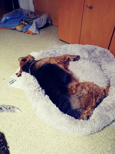 Customer photo review of Hundebett - Katzenbett rund Wuscheldonut