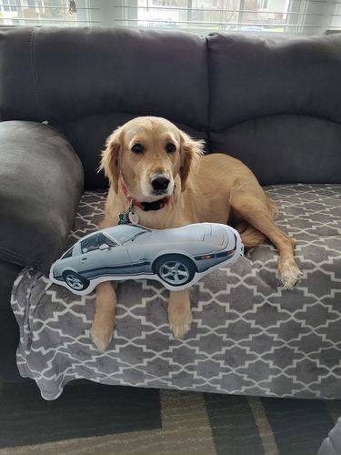 Customer photo review of Create A Custom Car Pillow