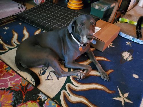 Customer photo review of Cow Ears For Dogs