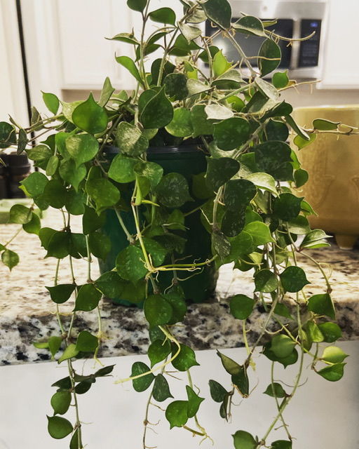 Customer photo review of 4" Hoya curtisii