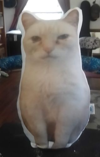 Customer photo review of Create A Custom Cat Pillow