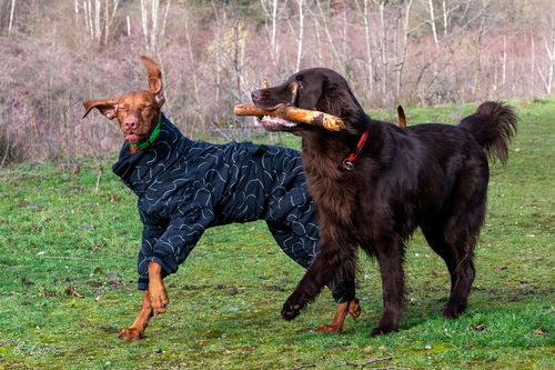 Customer photo review of Winter Suit for Dogs