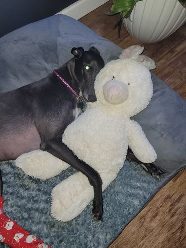 Customer photo review of PaWz Pet Sofa Bed