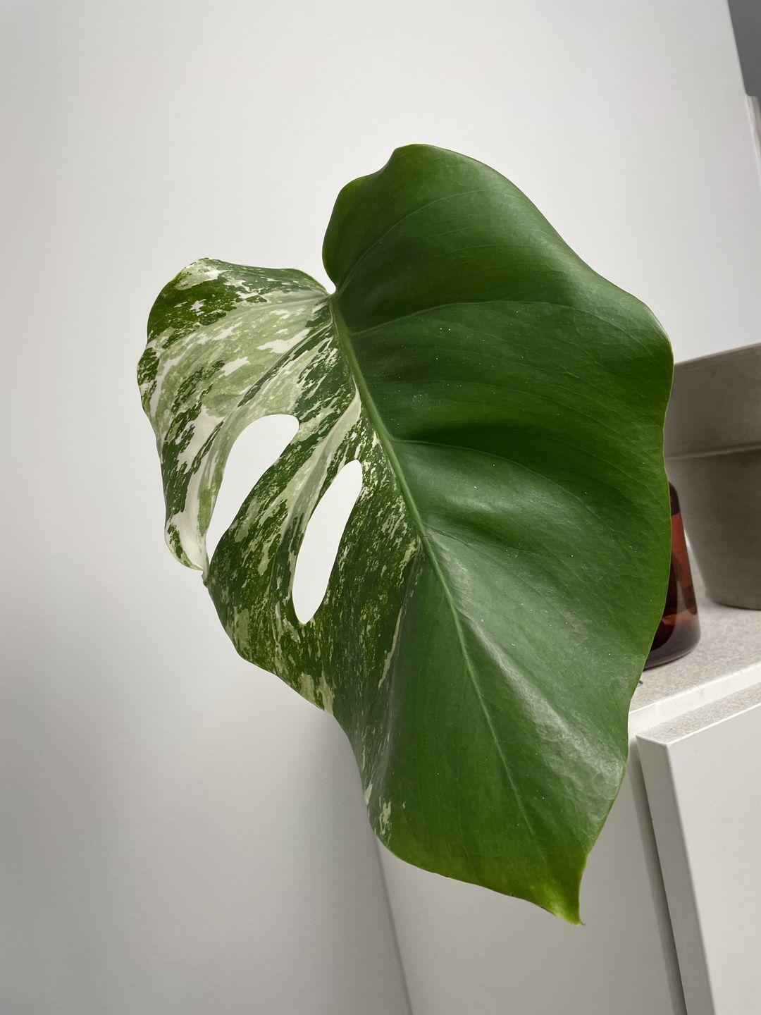 Customer photo review of MONSTERA BORSIGIANA VARIEGATA