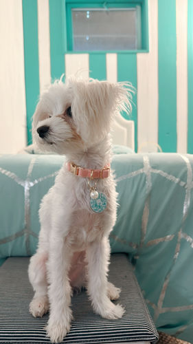 Customer photo review of Paw & Bones