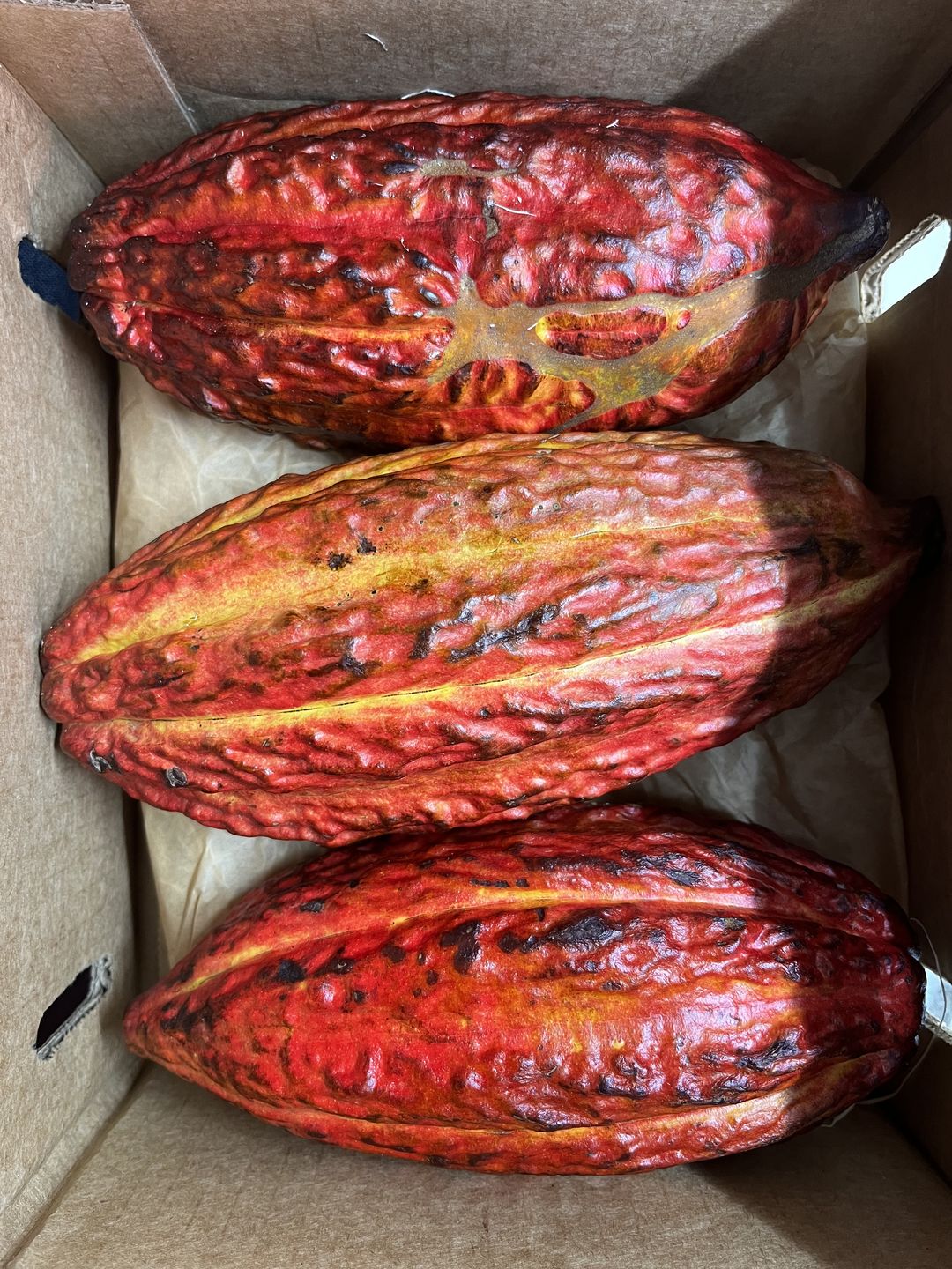 Customer photo review of Cacao (Chocolate) Box