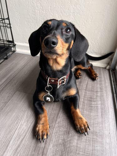 Customer photo review of Black