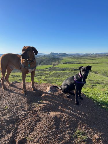 Customer photo review of Concrete Jungle Fetch® Mini