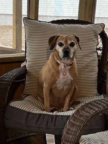 Customer photo review of Pink