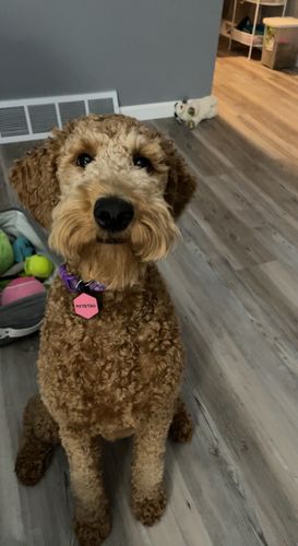 Customer photo review of Pink Silicone