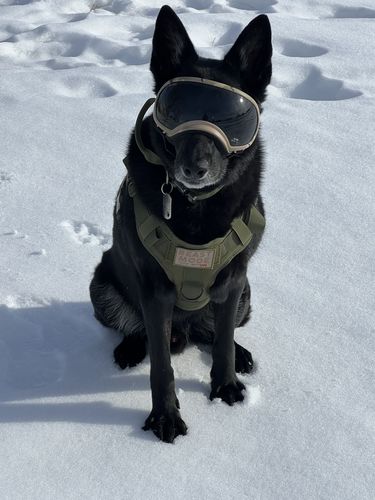 Customer photo review of 10-In-1 Tactical K9 Harness System - Full Set Dog Harness Bundle (Includes: Tactical No-Pull Dog Harness + Bungee Leash + Collar + MOLLE Pouches + First Aid Kit + 12 Hook & Loop Patches + Dog Goggles + Safety Belt + Travel Water Bowl + Dog Waste Bags)