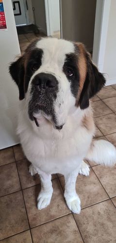 Customer photo review of SALMON & OCEAN FISH - SENSITIVE DOG BLEND 3KG (ADULT)