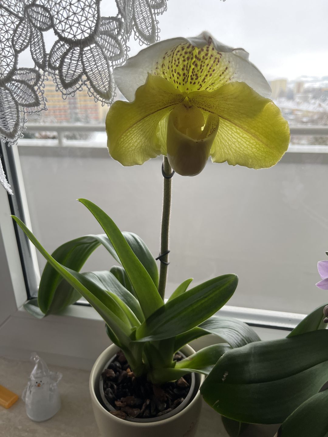 Customer photo review of Frauenschuh Orchidee White Lady