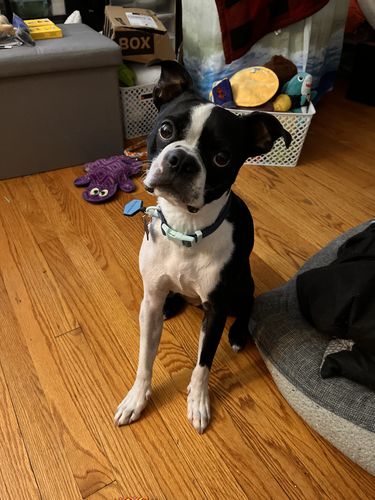 Customer photo review of Blue Silicone