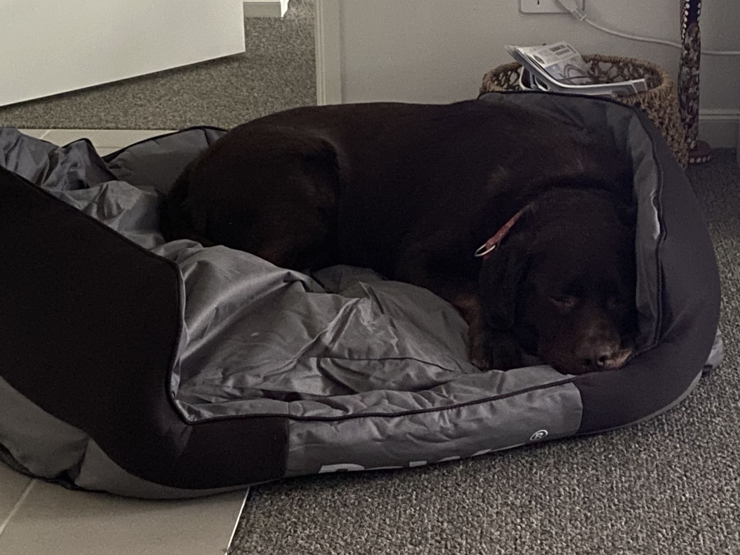 Customer photo review of PaWz waterproof heavy-duty bed