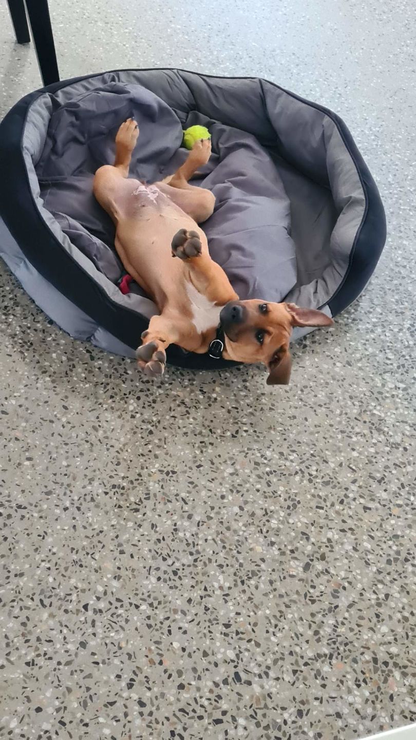 Customer photo review of PaWz waterproof heavy-duty bed