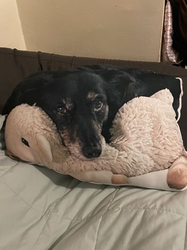 Customer photo review of Create A Custom Dog Pillow