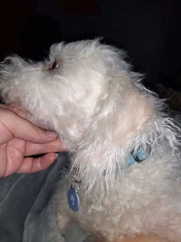 Customer photo review of Blue