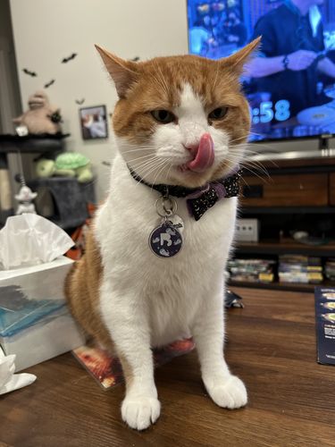 Customer photo review of Astro Cat