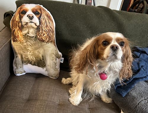 Customer photo review of Create A Custom Dog Pillow