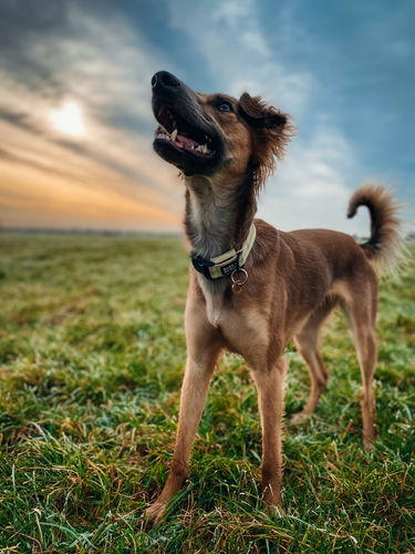 Customer photo review of Dog AirTag Collars (S-XL) - SPRK