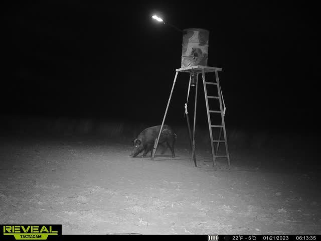 Customer photo review of Solar Green Light for Hunting Hogs Deer,Fish light -15,000lumens