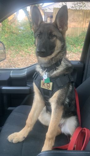 Customer photo review of 10-In-1 Tactical K9 Harness System - Full Set Dog Harness Bundle (Includes: Tactical No-Pull Dog Harness + Bungee Leash + Collar + MOLLE Pouches + First Aid Kit + 12 Hook & Loop Patches + Dog Goggles + Safety Belt + Travel Water Bowl + Dog Waste Bags)