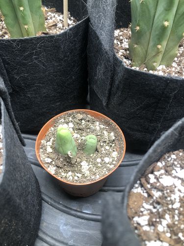 Customer photo review of Penis Cactus | Trichocereus bridgesii monstrose