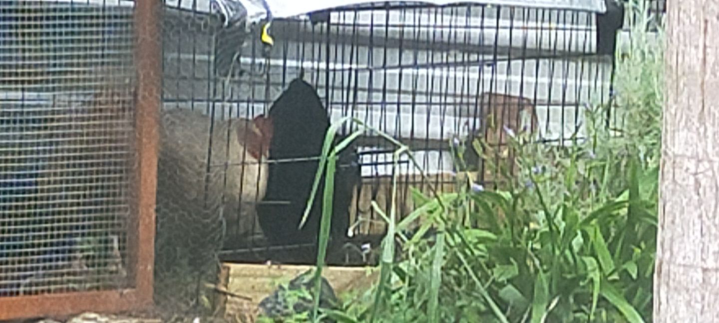 Customer photo review of Chicken/Rabbit Run Cage with Sun Cover - 185 x 75 x 75cm