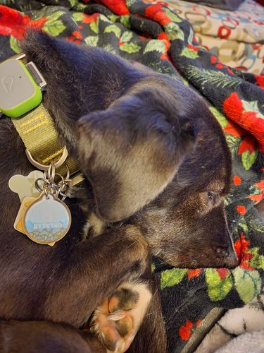 Customer photo review of Explorer