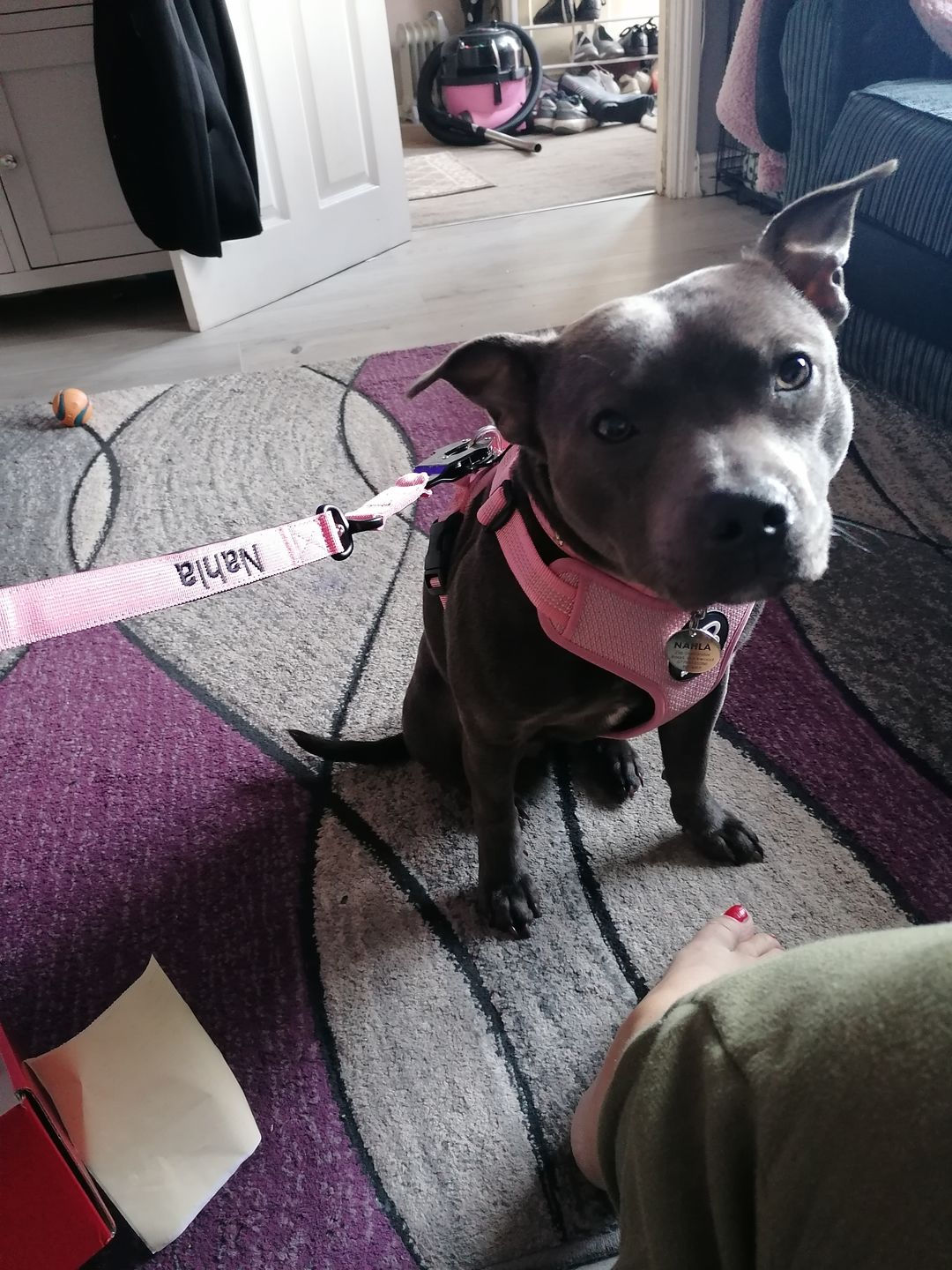 Customer photo review of 1.4m Swivel Combat Lead | Neoprene Lined, Secure Rated Clip with Soft Handle - Pink