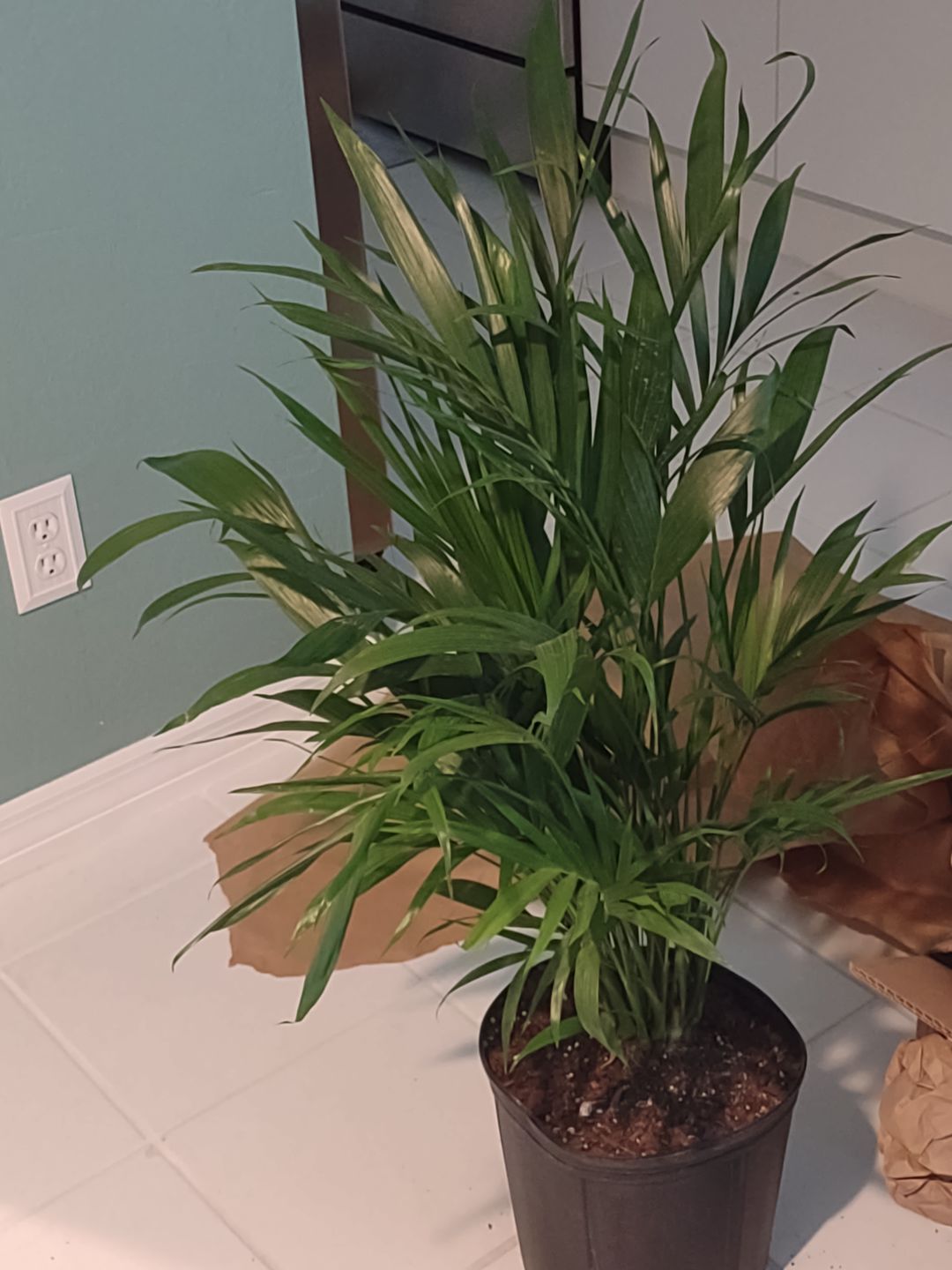 Customer photo review of Cat Palm, Live Tropical Plant Indoor