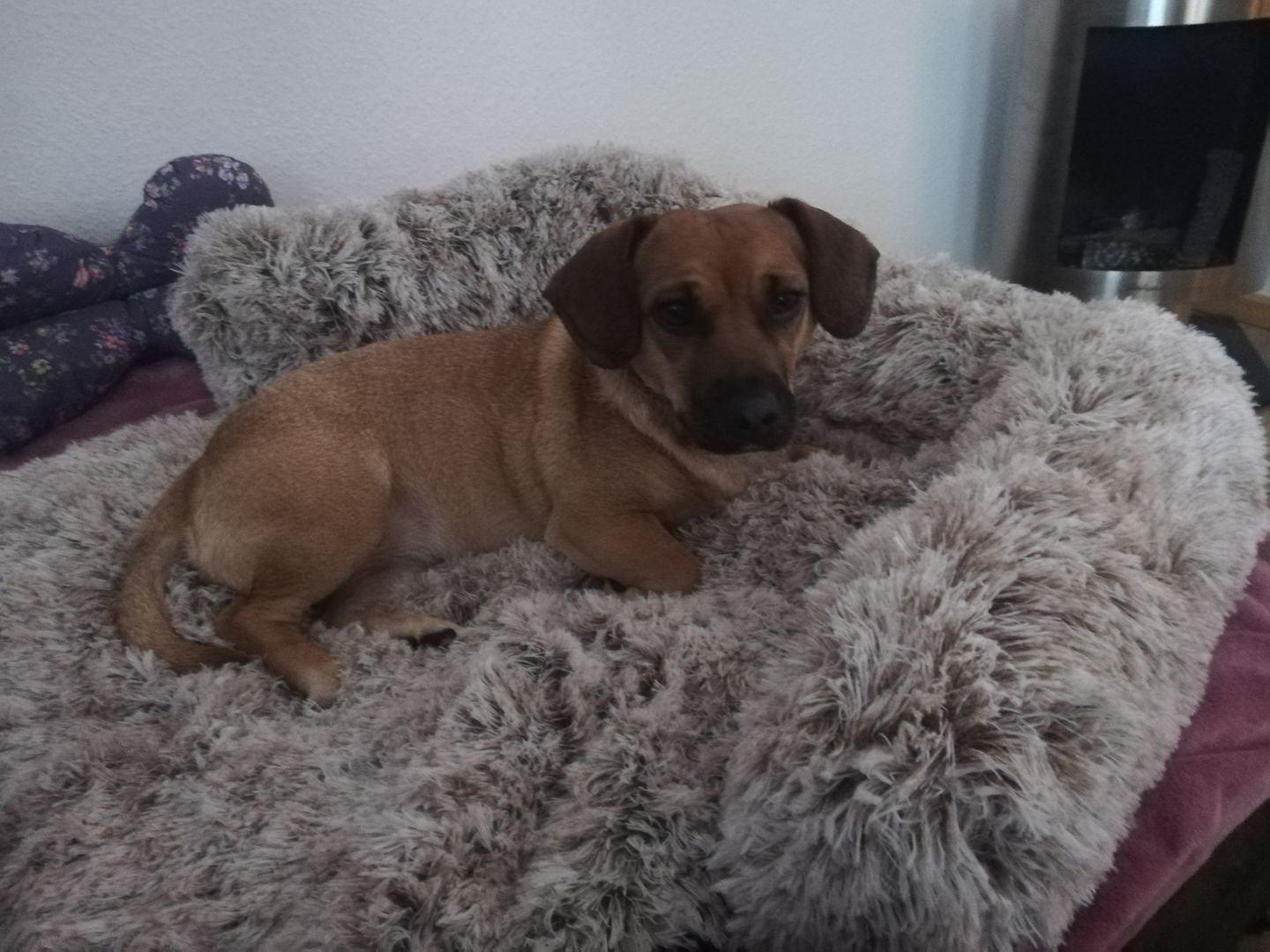 Customer photo review of *NEU* Emmalove - Flauschiges Hundebett für dein Sofa