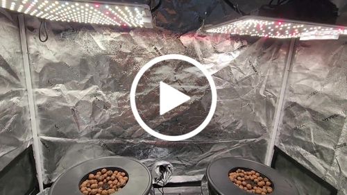 Customer video review of Hydrobucket DWC 2 Plant Kit