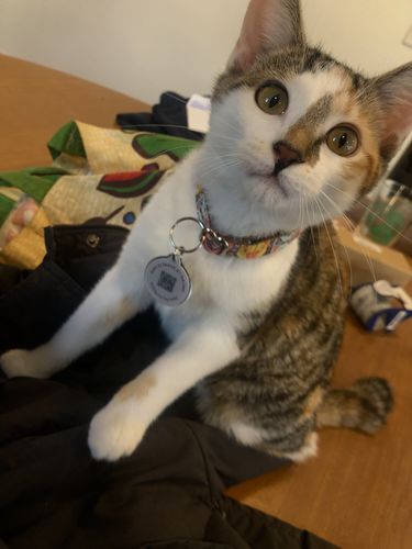 Customer photo review of Black Cat