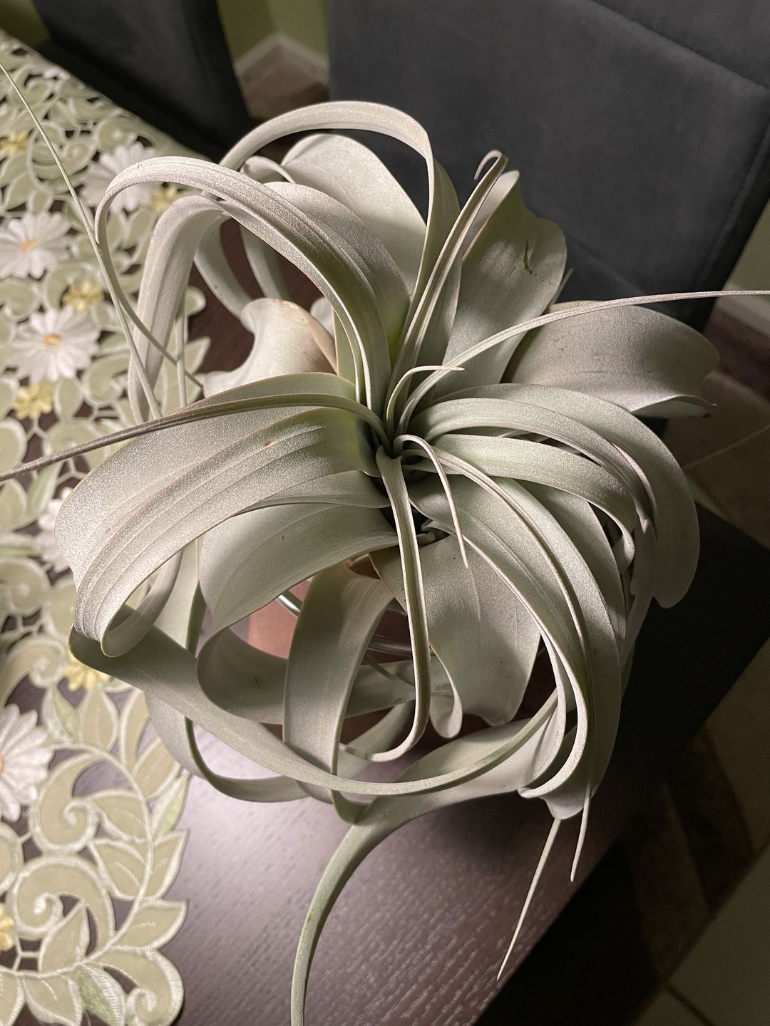 Customer photo review of Tillandsia xerographica