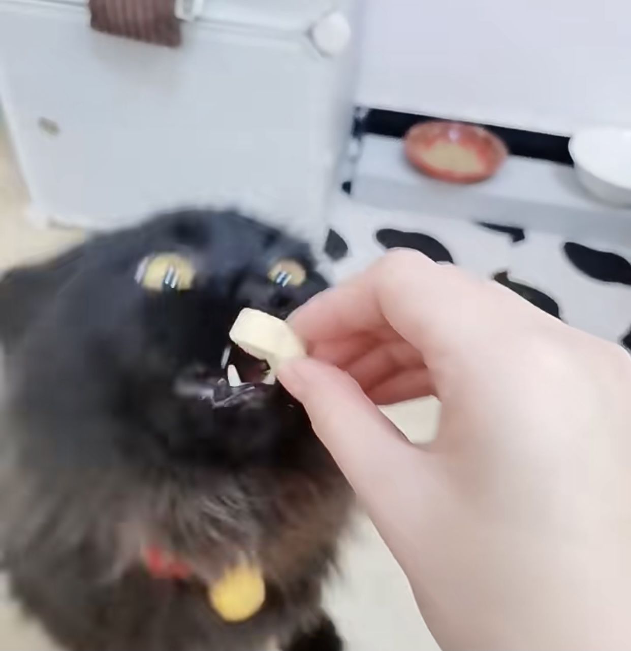 Customer photo review of Michu Freeze Dried Raw Pet Food 150g