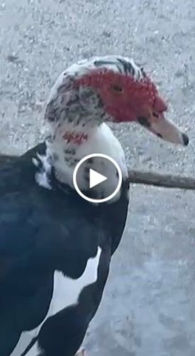 Customer video review of Black Cat