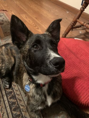 Customer photo review of Anime