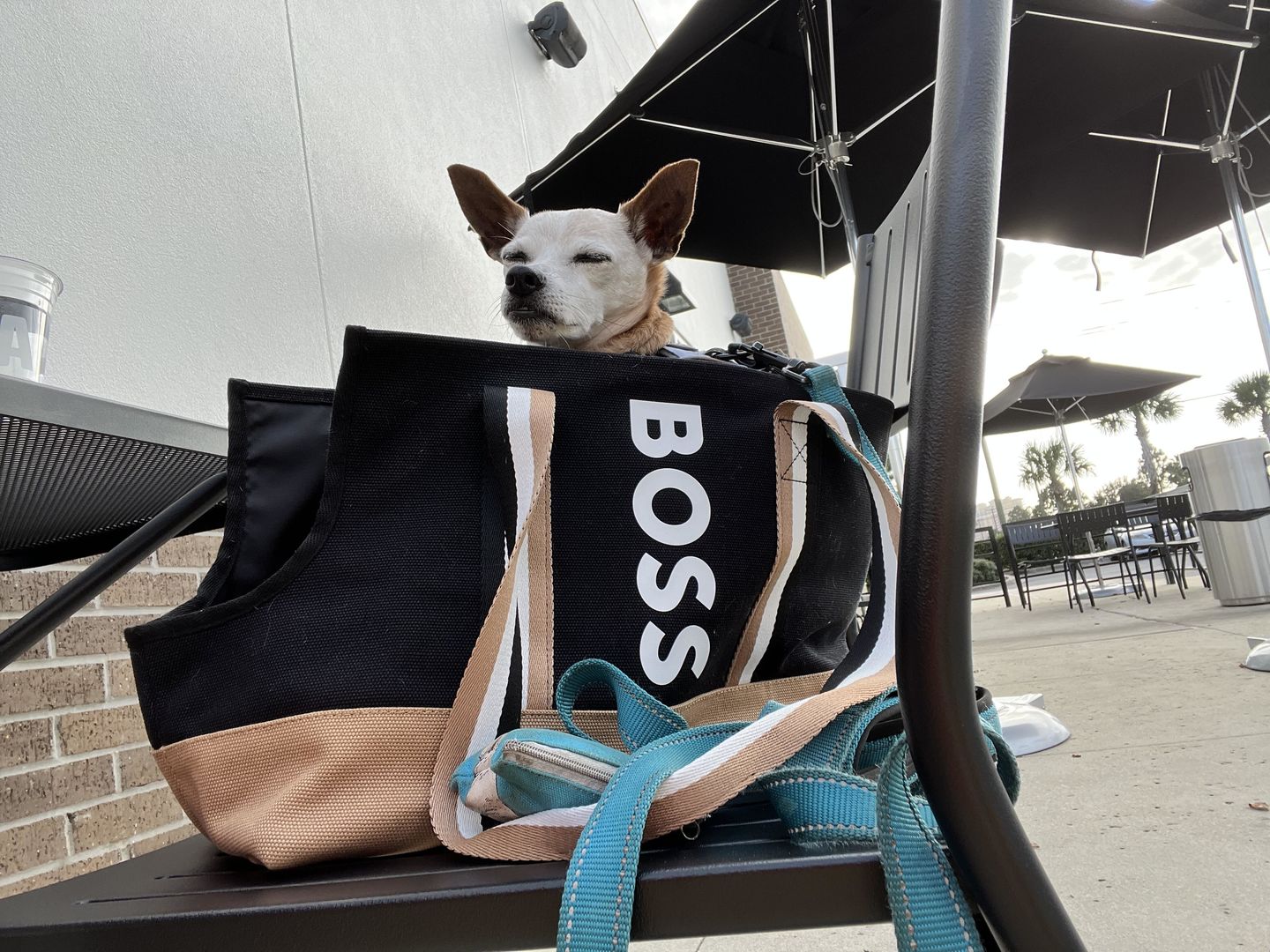 Customer photo review of BOSS Dog Accessories Canvas Tote Bag