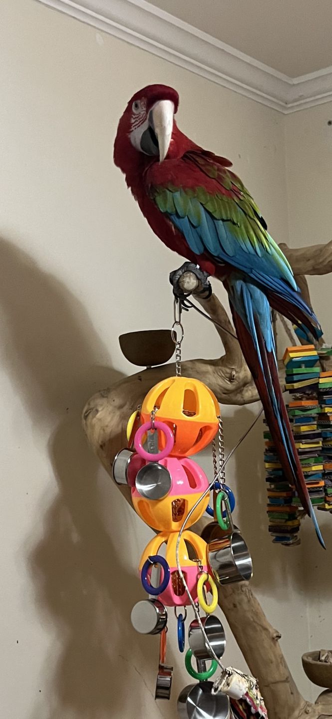 Customer photo review of 1429 Huge Triple Tuff Pot Bonka Bird Toys Large Colorful Pull Pots Durable Steel Macaw Eclectus African Grey Cockatoo Amazon