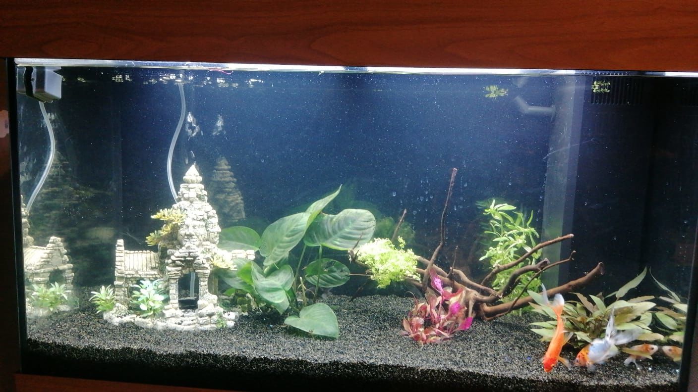 Customer photo review of Aquarium Rio 125 LED Chêne Équipé JUWEL - 125L