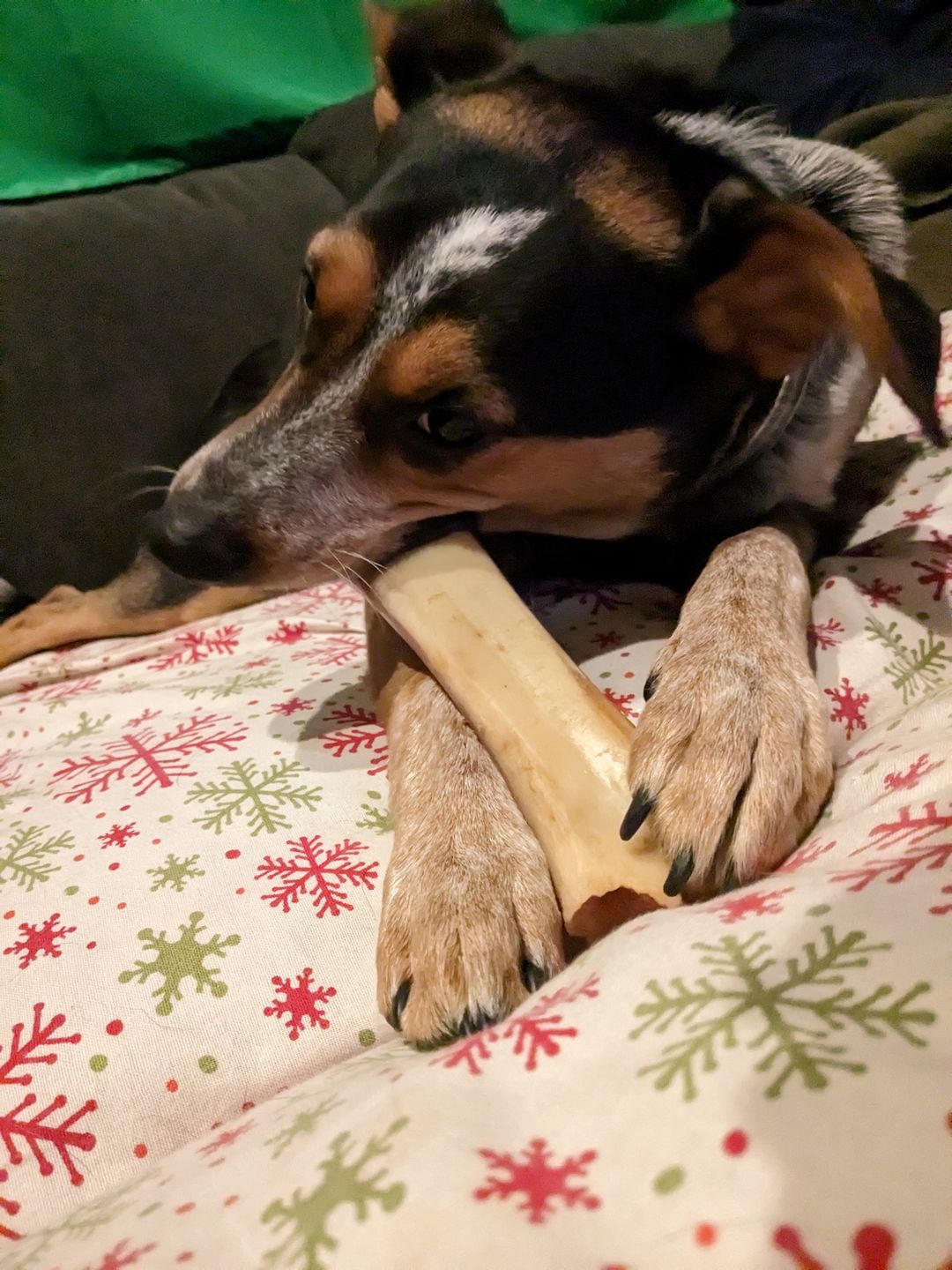 Customer photo review of Monster Femur Bone