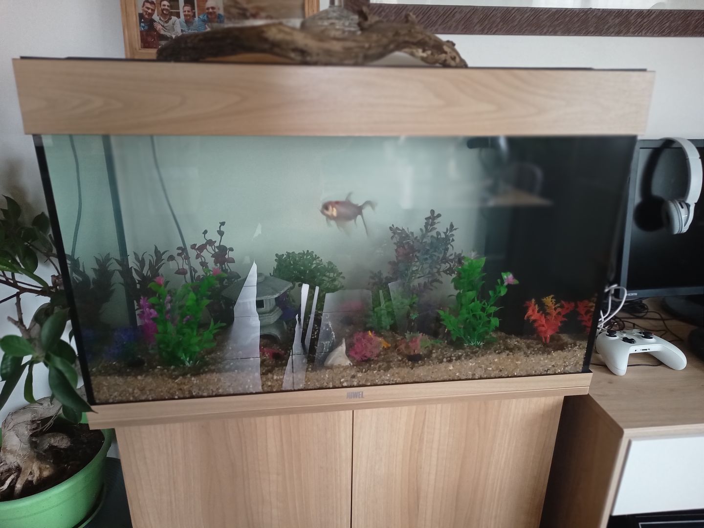 Customer photo review of Aquarium Rio 125 LED Chêne Équipé JUWEL - 125L